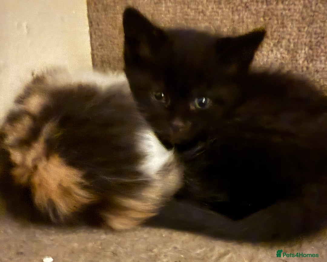 Mixed Breed cats for sale: Ragamuffin mix kittens  - Image 13