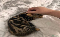Bengal cats for sale: Bengal kittens ready now - Image 36