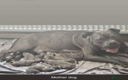 Mixed Breed dogs for sale: Beautiful 5 girls & 2 boys  - Image 1