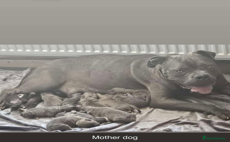 Mixed Breed dogs - Advert 7