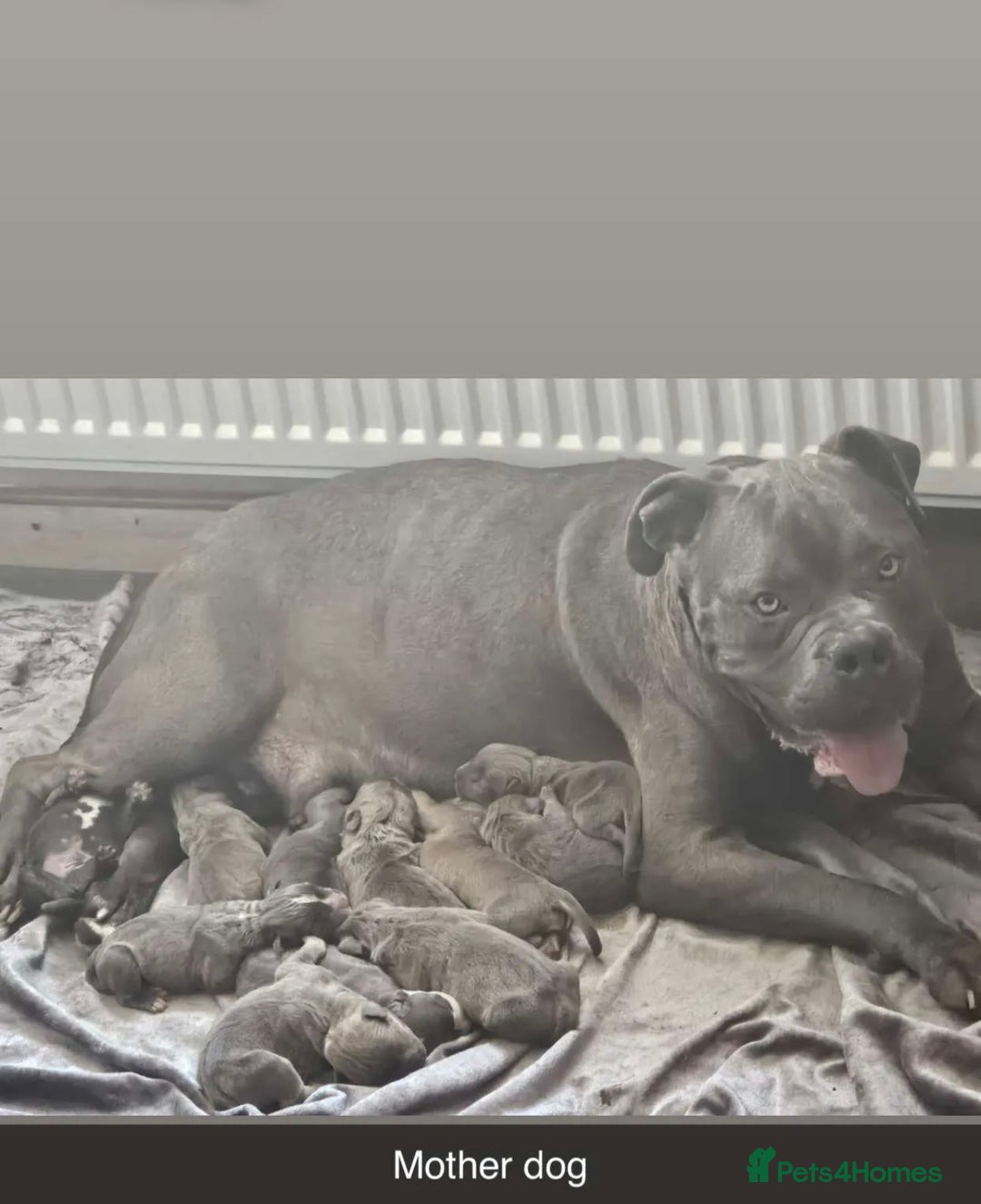 Mixed Breed dogs for sale: Beautiful 5 girls & 2 boys  - Image 1
