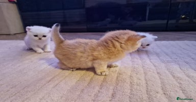 British Shorthair cats - Advert 4