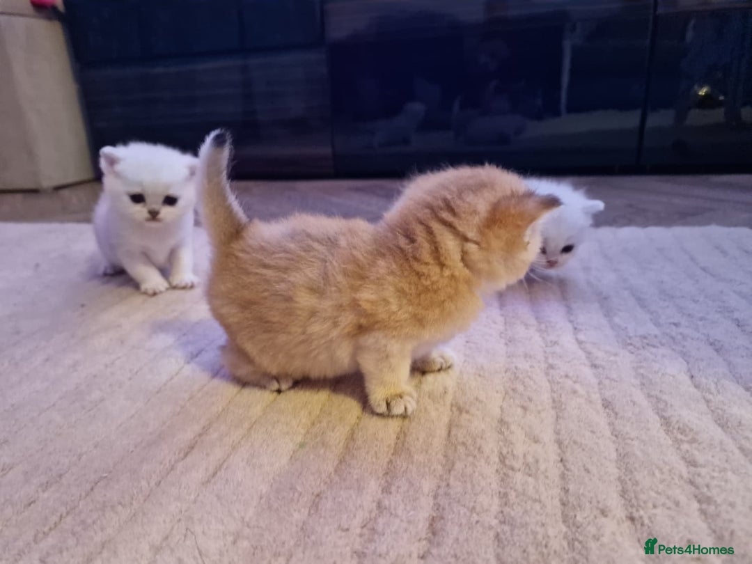 British Shorthair cats for sale: Rare Registered British Shorthair Chinchila Kitten - Image 2