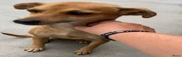Mixed Breed dogs for adoption: Tansy, 2-4 yrs old. Available for adoption. - Advert 4
