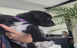 Mixed Breed dogs for sale: Adorable puppies for sale!  - Image 33