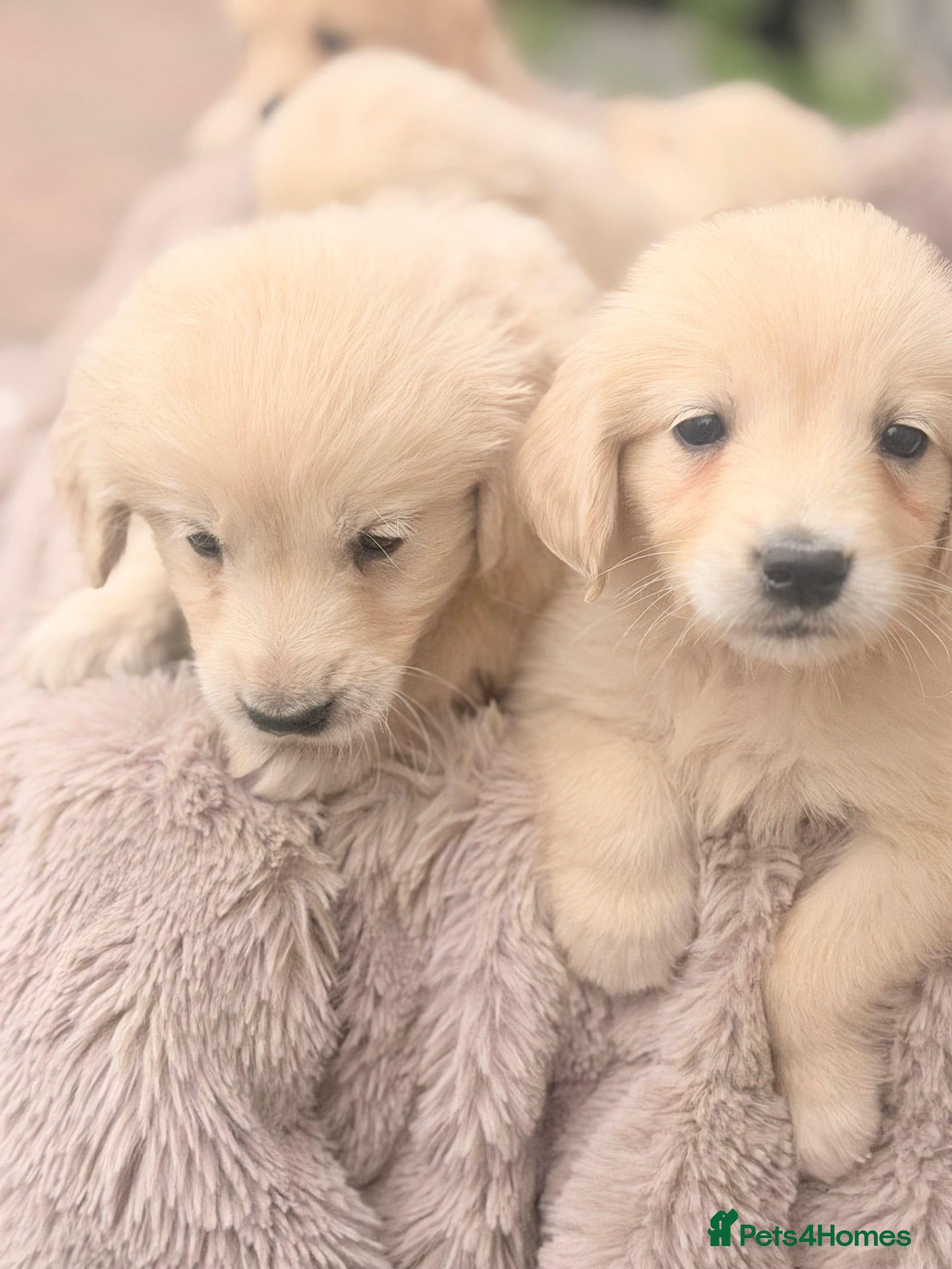 Golden Retriever dogs 🐾 Gorgeous Golden Retriever Puppies Ready Now 🐾 - Advert 2