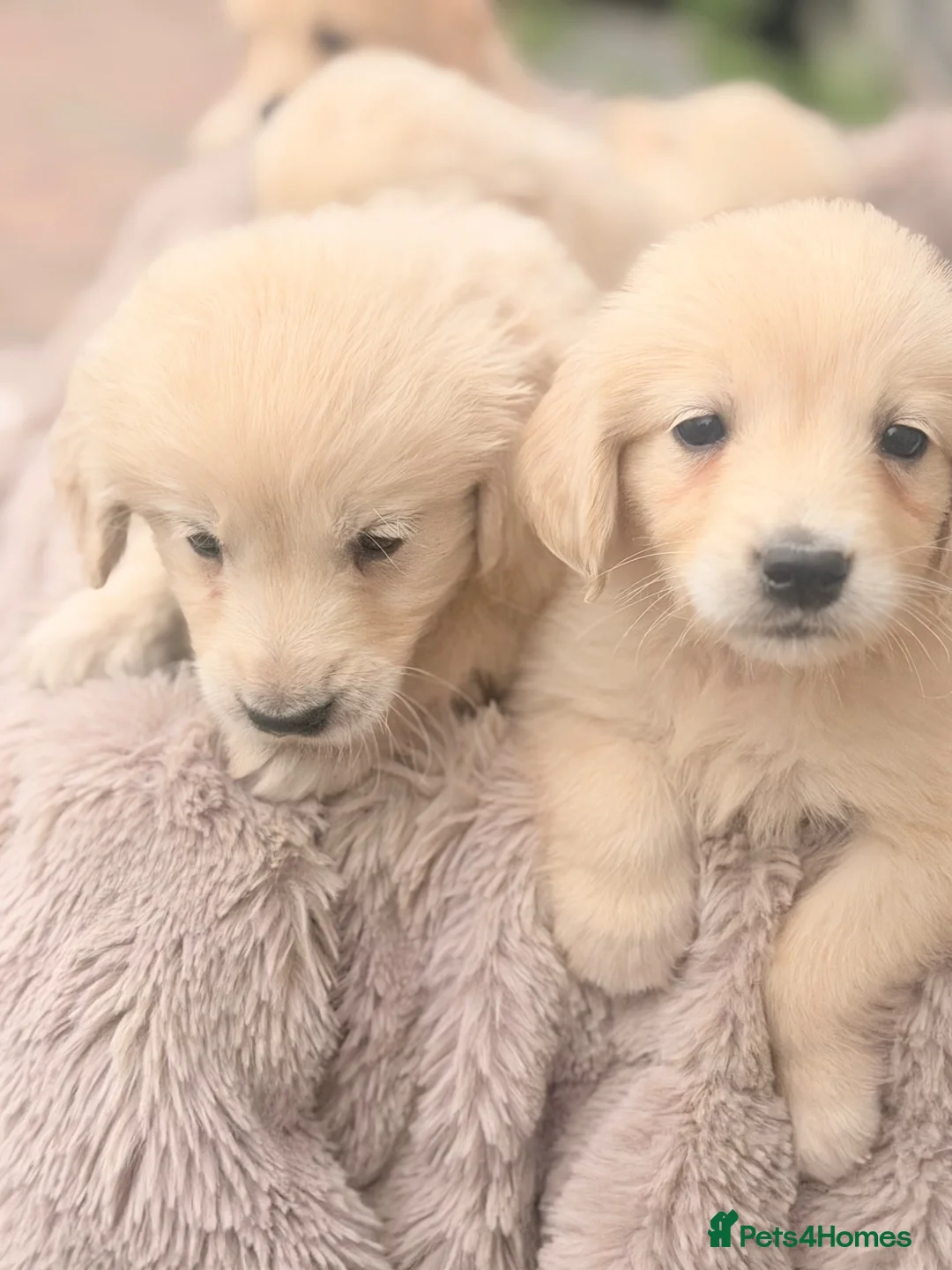 Golden Retriever dogs for sale: 🐾 Gorgeous Golden Retriever Puppies Ready Now 🐾 - Advert 2