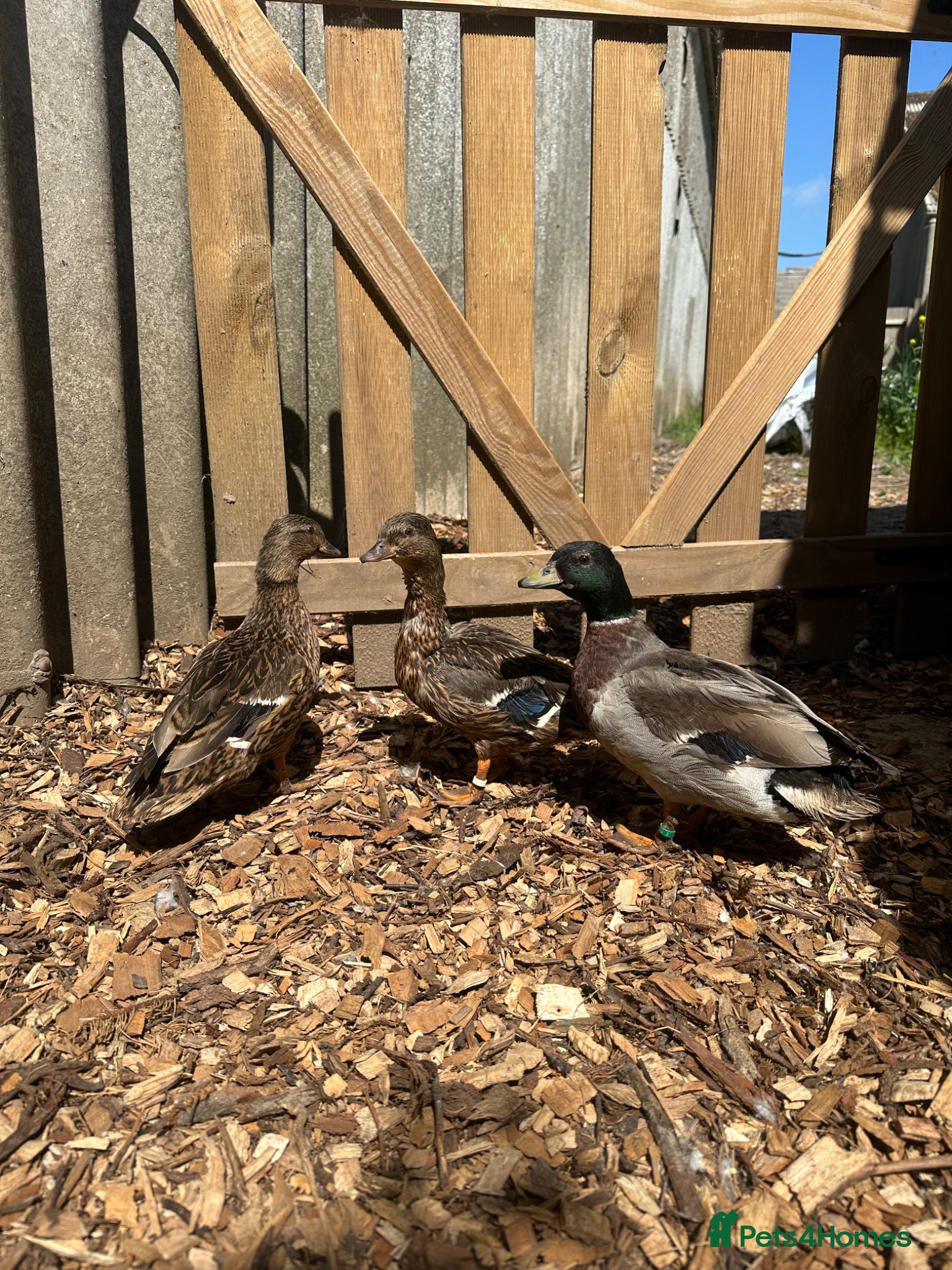 Ducks poultry Show quality Call ducks for sale  - Advert 1