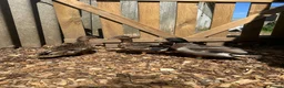 Ducks poultry for sale: Show quality Call ducks for sale  - Advert 1