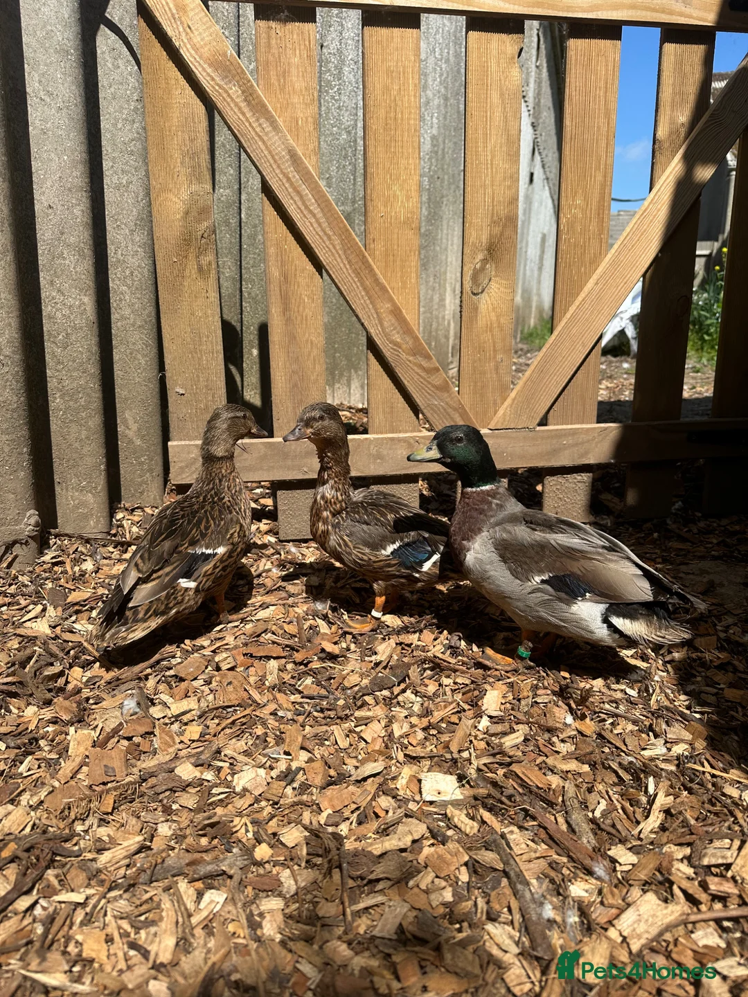 Ducks poultry for sale: Show quality Call ducks for sale  - Advert 1