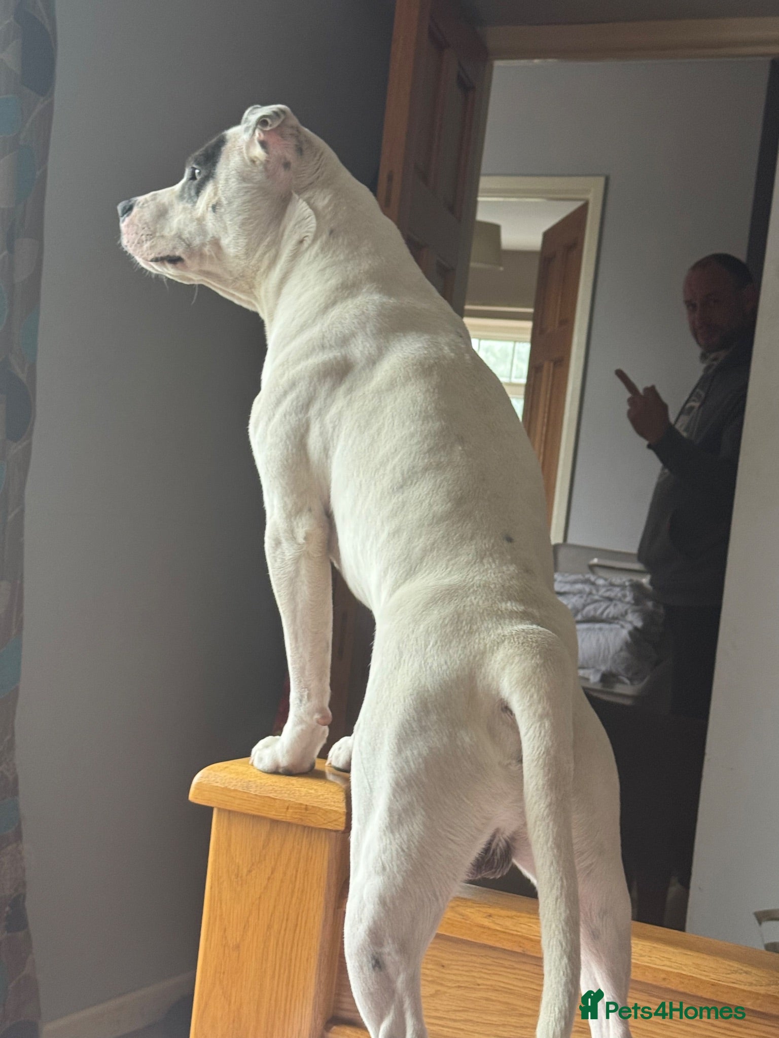 Staffordshire Bull Terrier dogs Stud Staffy Dog - Advert 2