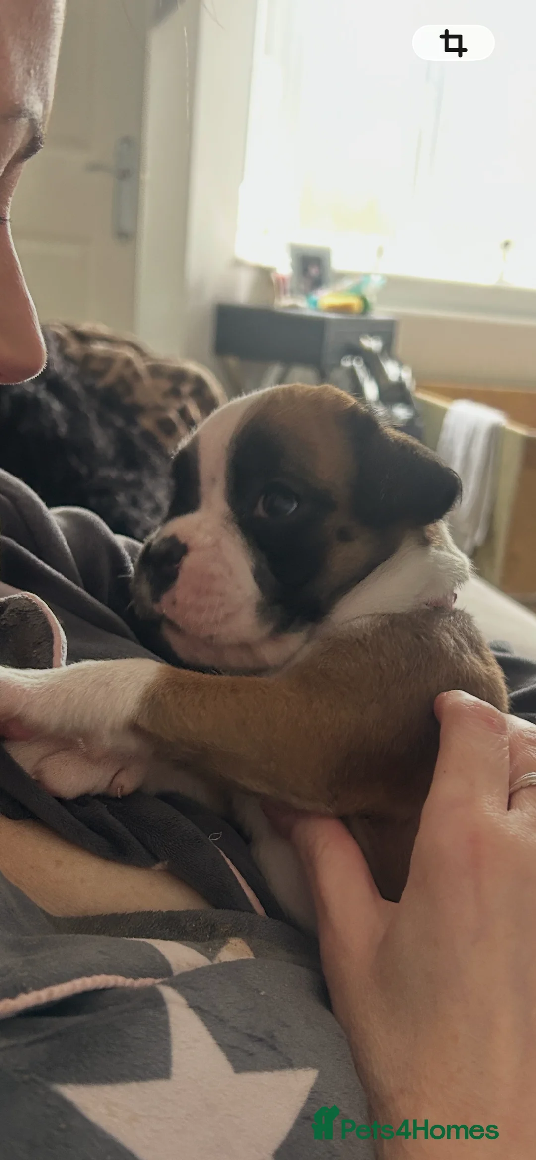 Boxer dogs for sale: Exceptional Litter - World Champion Bloodline  - Advert 19