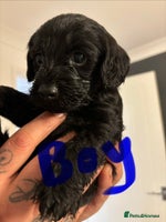 Mixed Breed dogs Beautiful Girl and Boy Cockadors - Advert 10