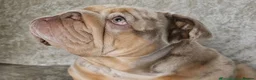 English Bulldog dogs for sale: Coco x dreamy boys daughter  - Advert 3
