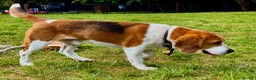 Beagle dogs for adoption: Garik – Male Beagle (Young Rescue) - Advert 4
