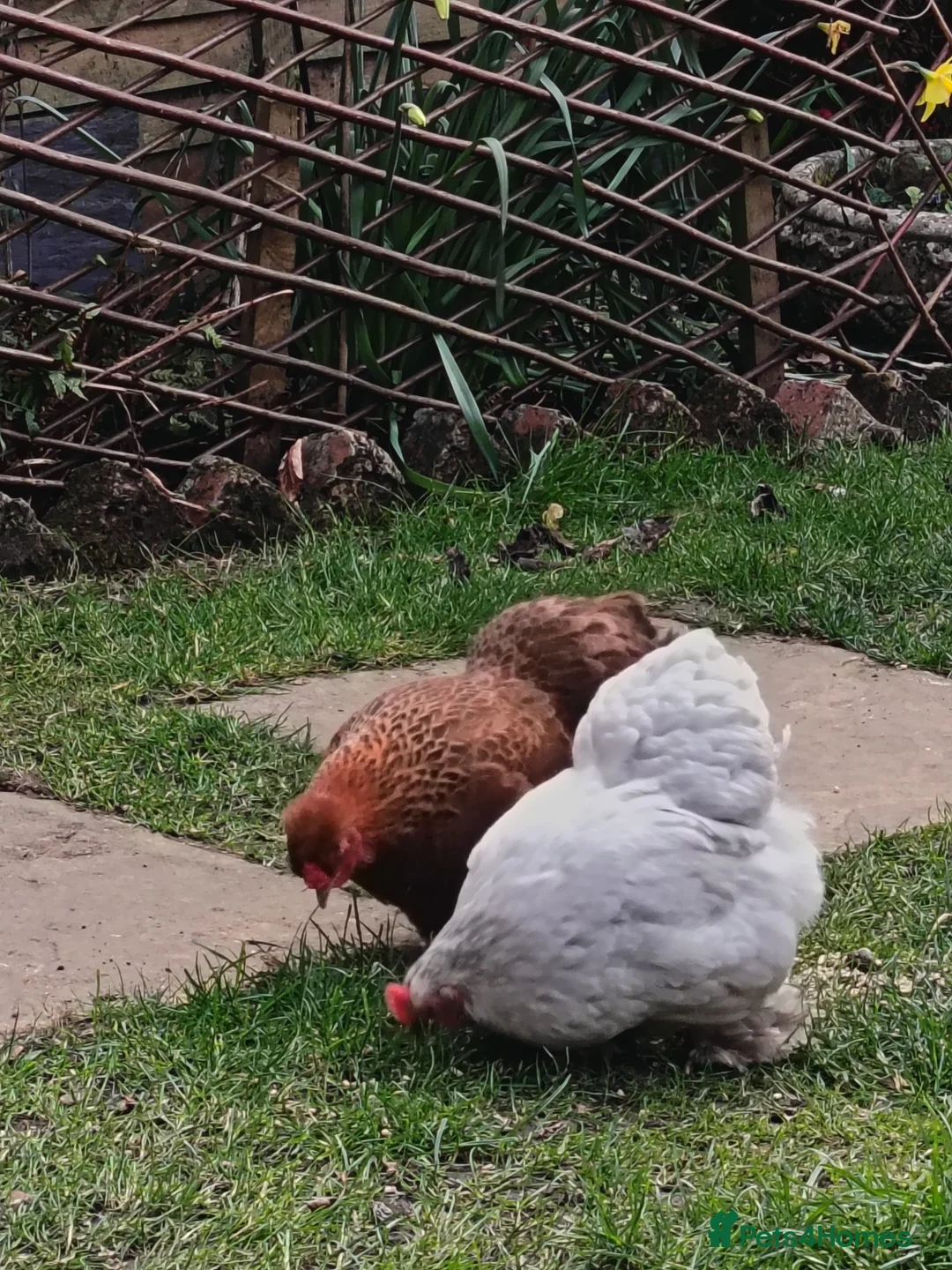 Chickens poultry for sale: Chickens for sale in Shrewsbury - Advert 3