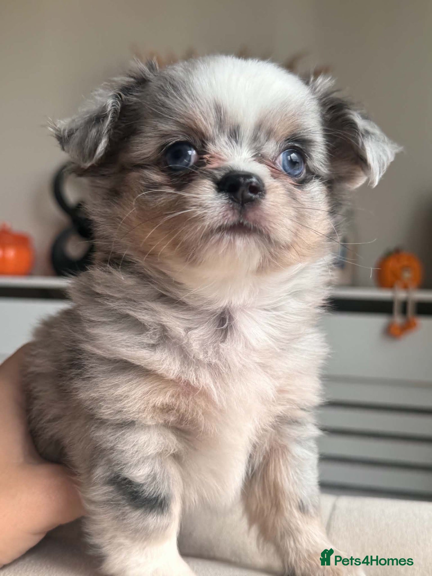 Chihuahua dogs for sale: Beautiful Longhair Chihuahuas  - Advert 15
