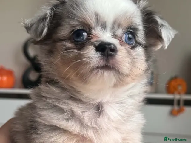 Chihuahua dogs for sale: Beautiful Longhair Chihuahuas - Advert 15