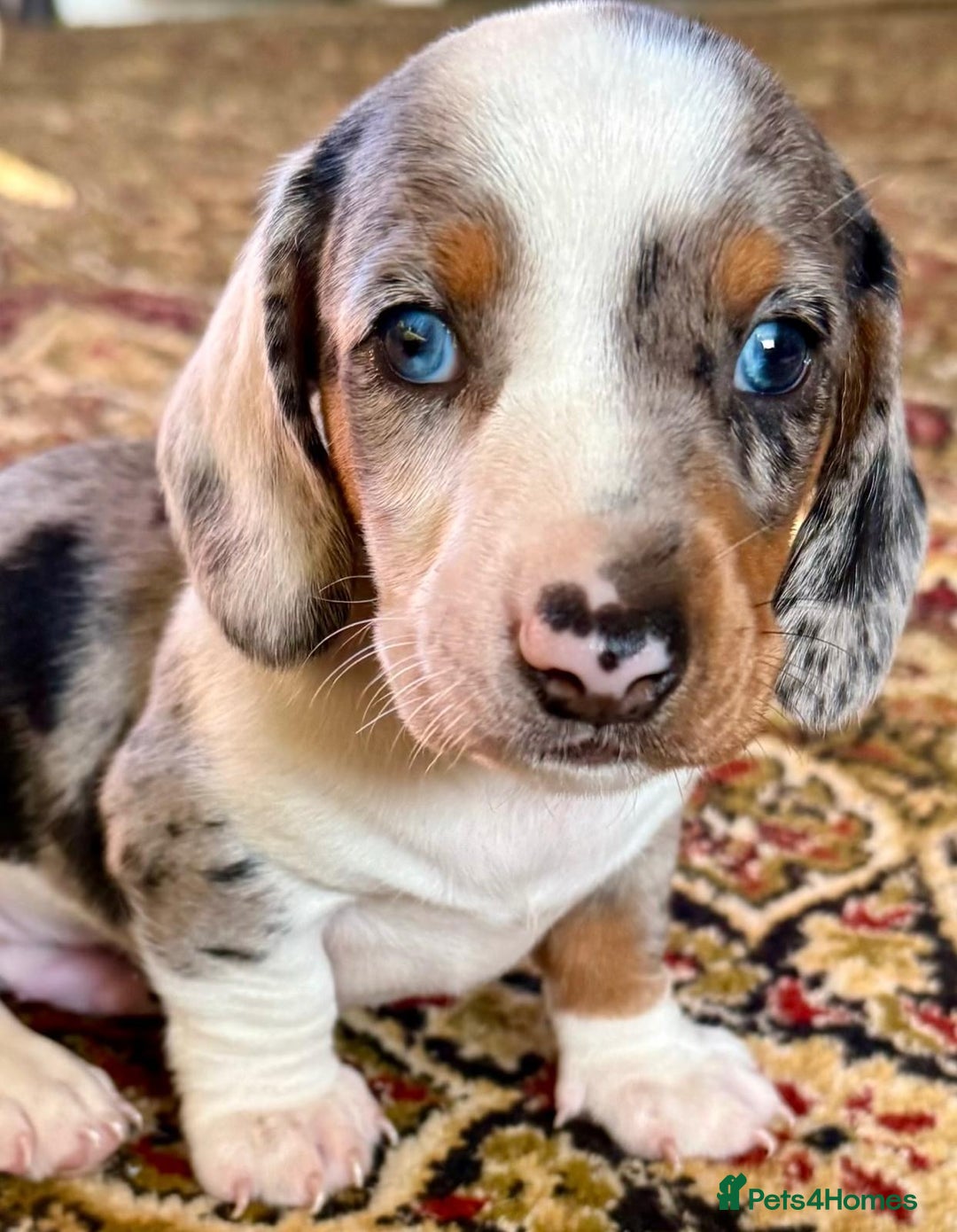 Miniature Dachshund dogs for sale: Stunning Unique Miniature Dachshund Puppies  - Image 3