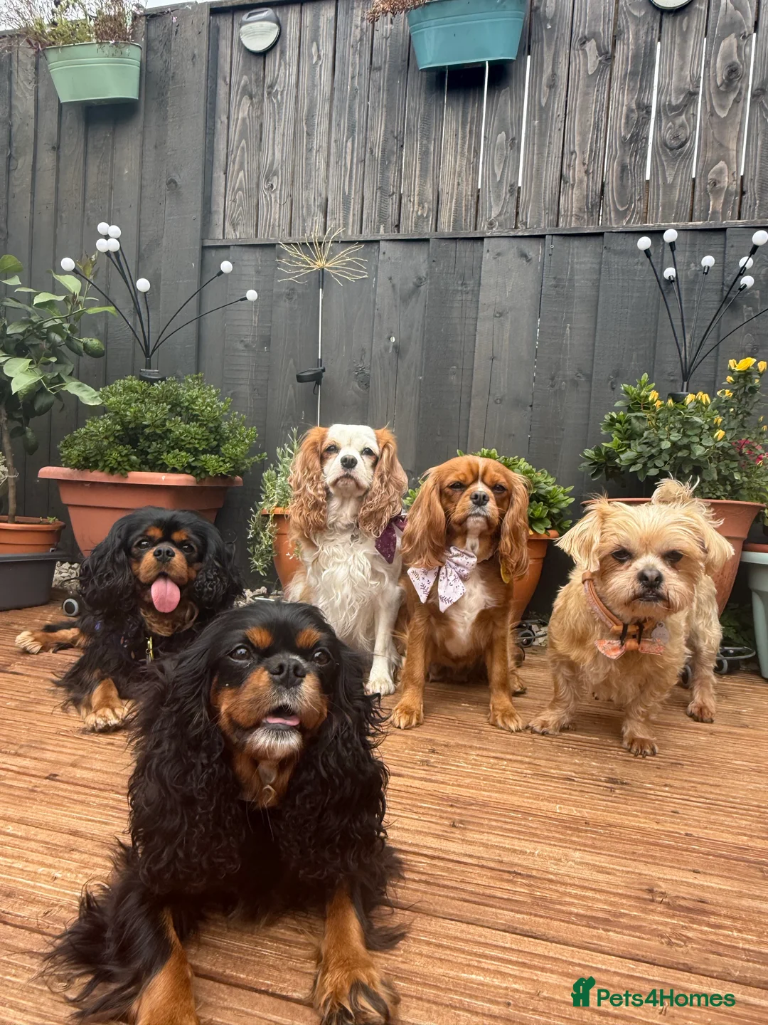 Gallery Image {{count}}