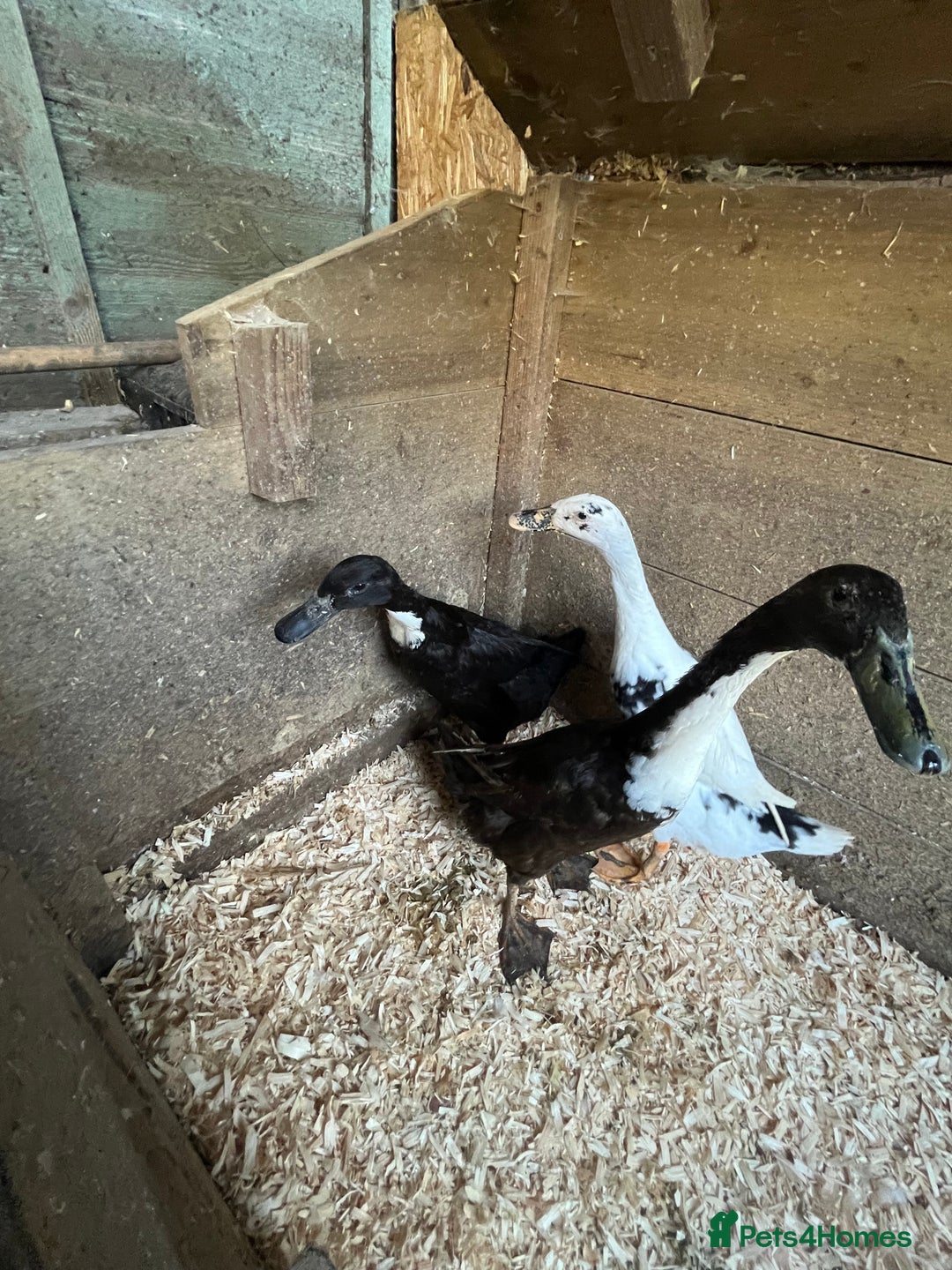 Ducks poultry for sale: Runner ducklings - Image 16