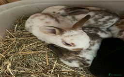 Rex rabbits for sale: Friendly velvety rex rabbits for sale - Image 12
