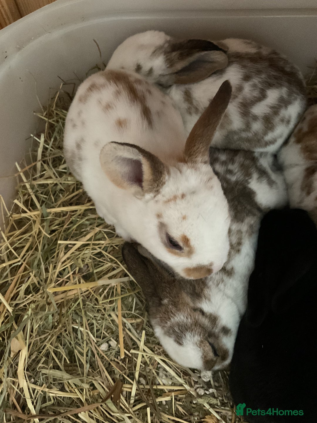 Rex rabbits for sale: Friendly velvety rex rabbits for sale - Image 12
