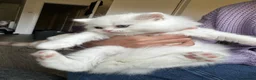 Persian cats for sale: Pedigree Persian Himalayan Kittens - Advert 18