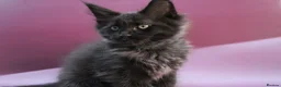 Maine Coon cats for sale: 🔥Black & Smoke Maine Coon Kittens🔥 - Advert 4
