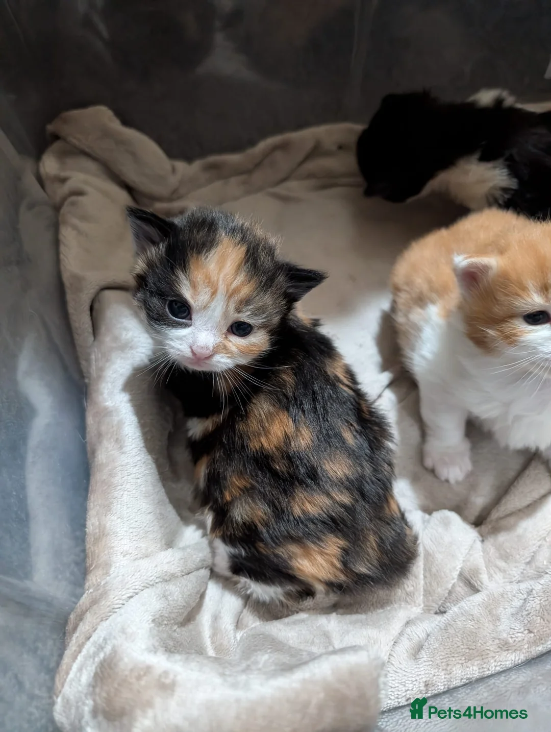 Mixed Breed cats for sale: Mixed kittens for sale - Advert 4