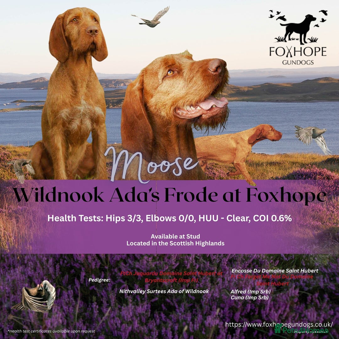 Hungarian Vizsla dogs for stud: Hungarian Wirehaired vizsla stud  in Inverness - Image 2