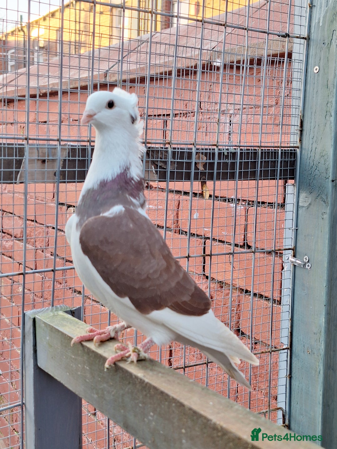 Pigeons birds for sale: 7 Pigeons for sale - Advert 2