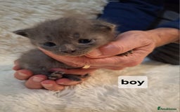 Scottish Fold cats for sale: 7 kittens for sale - ready 16th december - Image 4