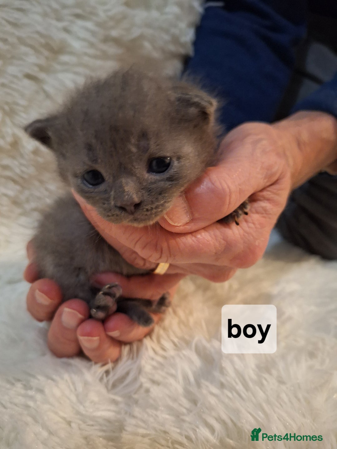 Scottish Fold cats for sale: 7 kittens for sale - ready 16th december - Image 4