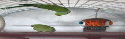 Ringnecks birds for sale: Pair of ringneck parrots in Wolverhampton - Advert 4