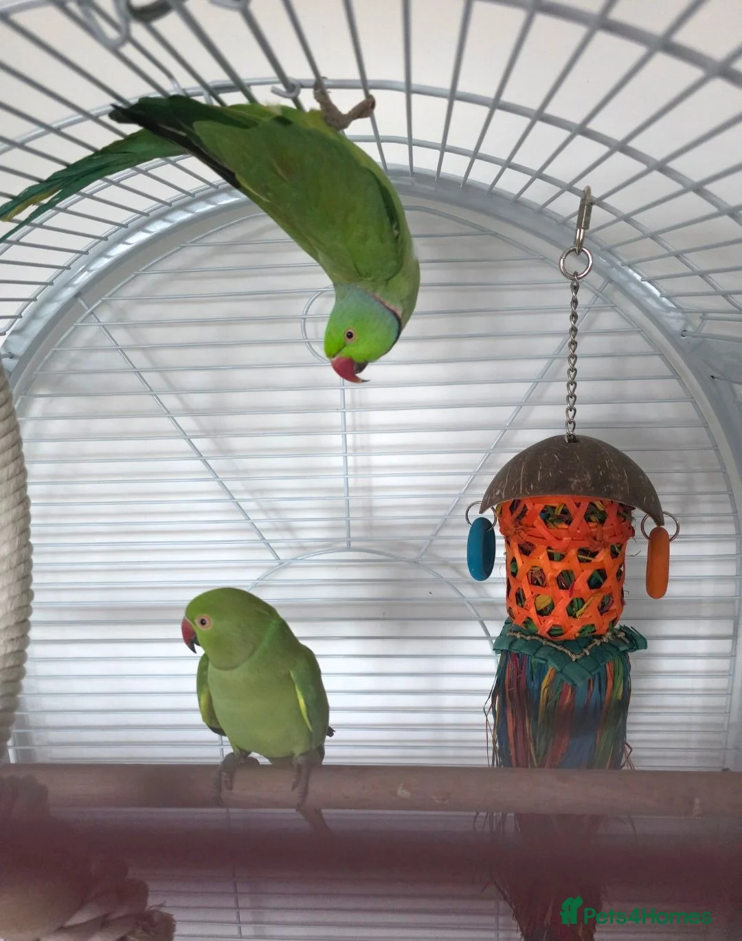 Ringnecks birds for sale: Pair of ringneck parrots in Wolverhampton - Advert 4