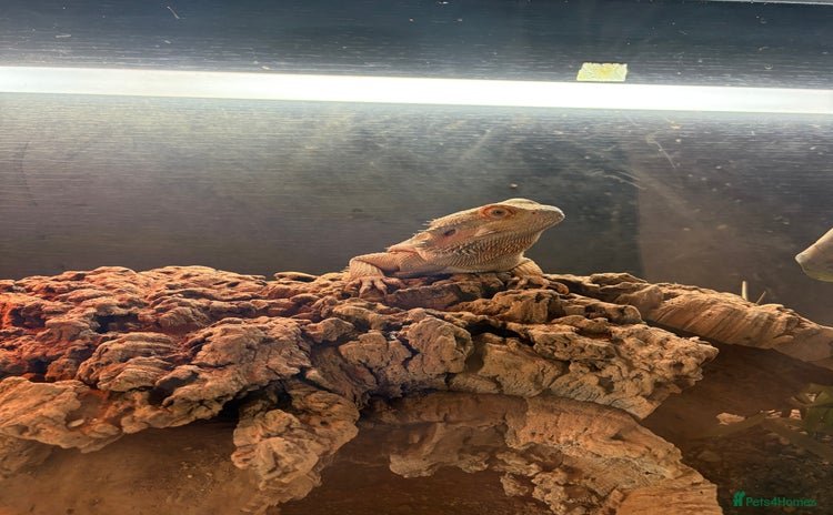Bearded Dragon reptiles - Advert 12