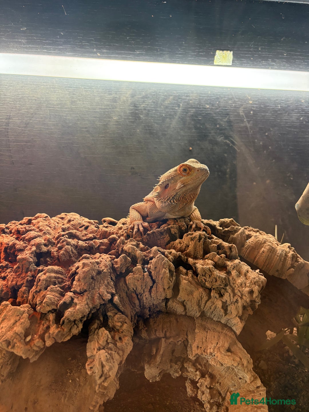 Bearded Dragon reptiles for sale: Bearded dragon and full set up - Image 1