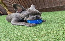 French Bulldog dogs for sale: French bulldog puppy 🐶 last little girl left - Image 8