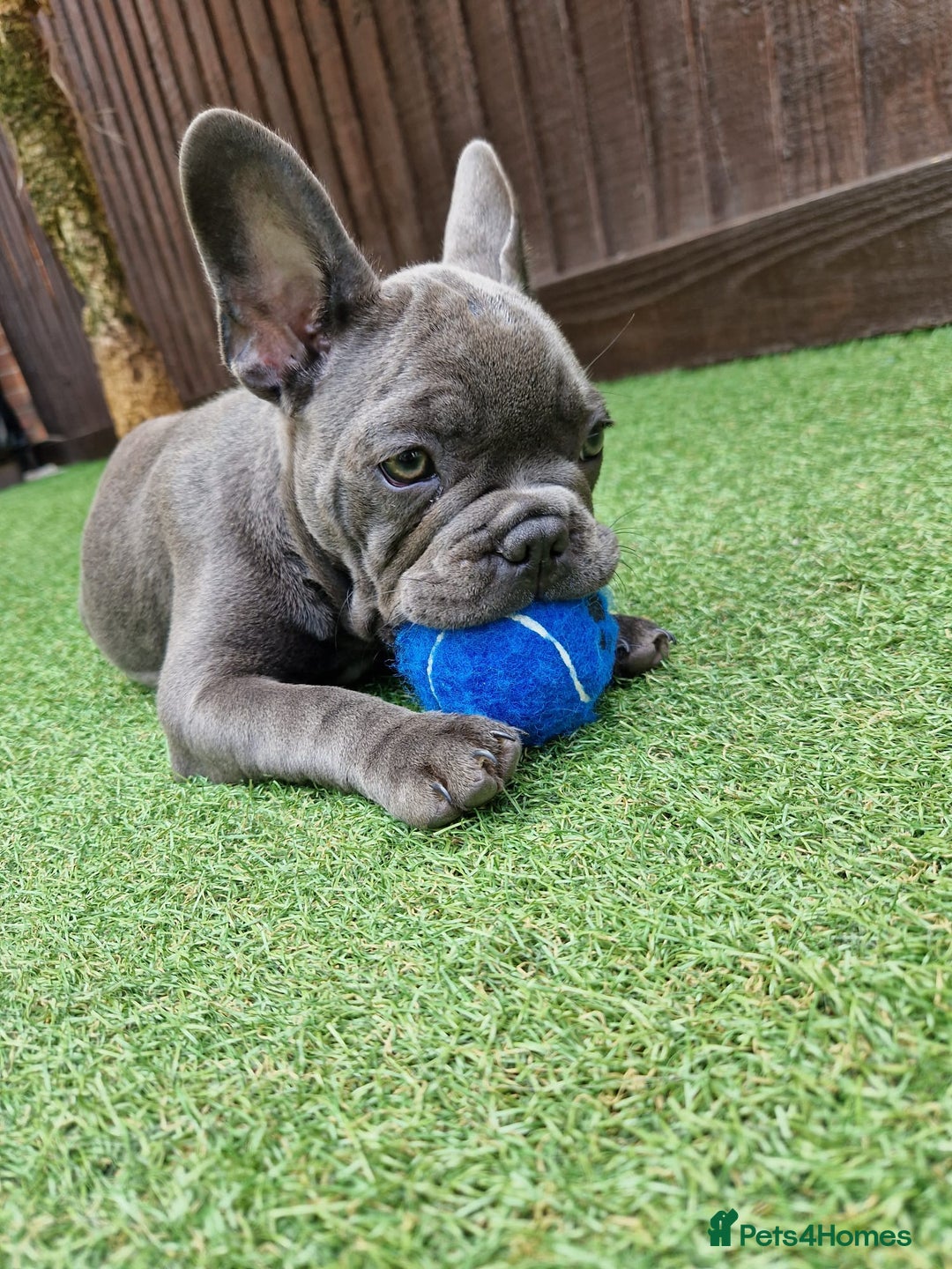 French Bulldog dogs for sale: French bulldog puppy 🐶 last little girl left - Image 8