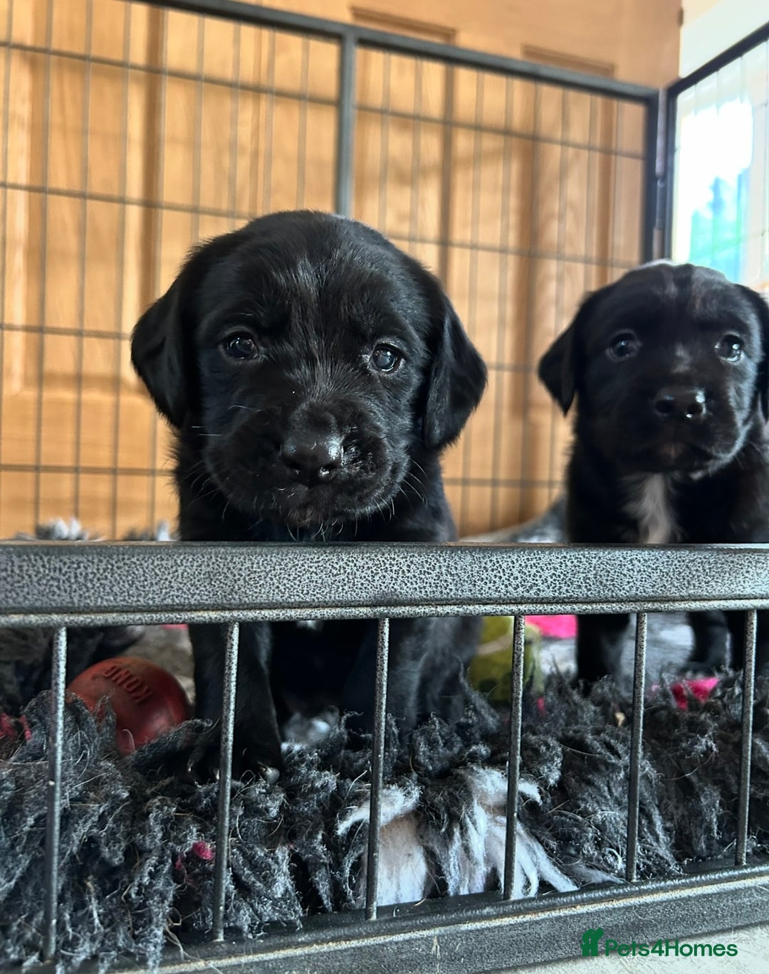 Springador dogs for sale: Springdor puppies  - Image 4