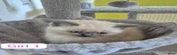 British Shorthair cats for sale: Stunning British Short hair / Colour point kittens - Advert 2