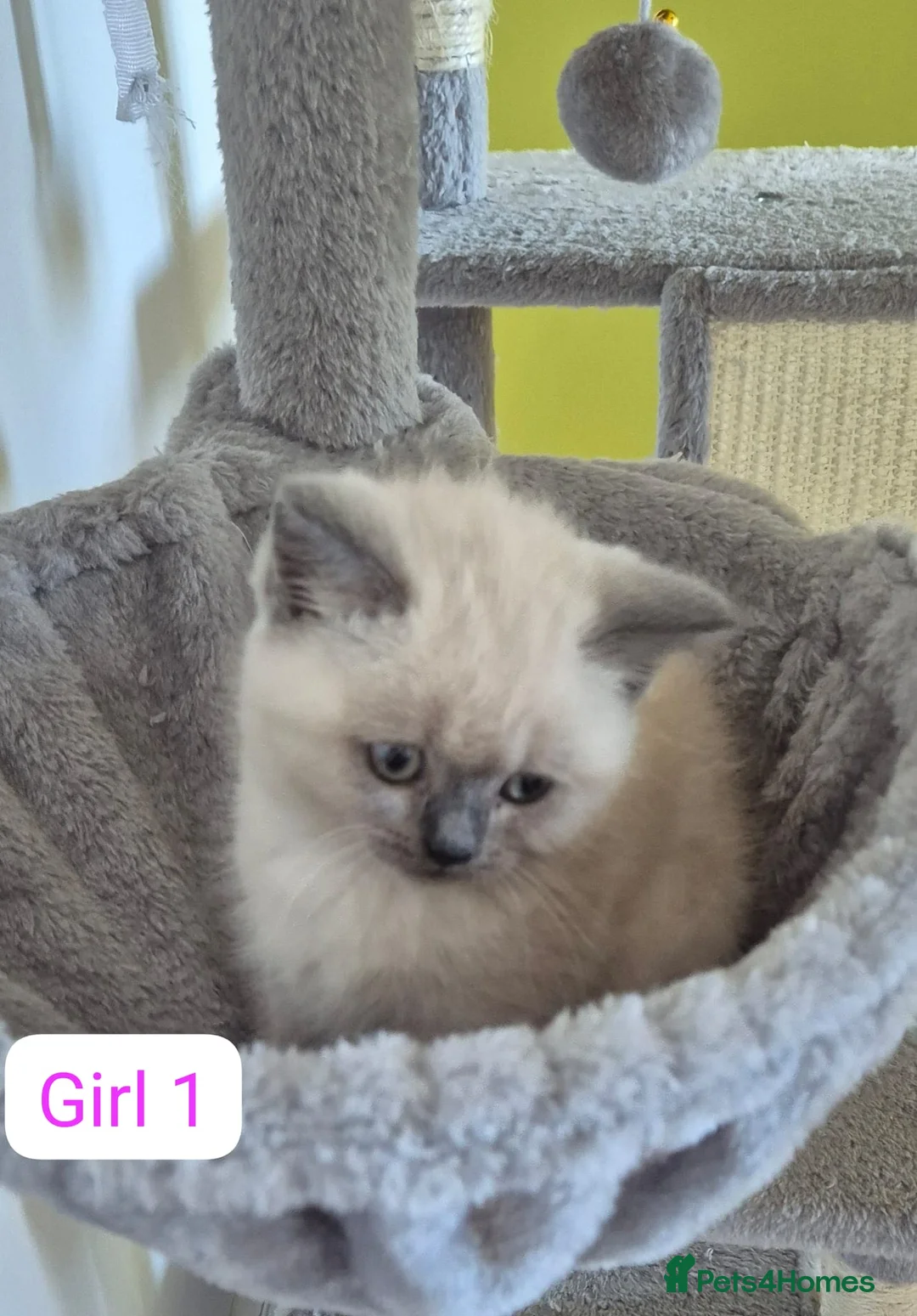 British Shorthair cats for sale: Stunning British Short hair / Colour point kittens - Advert 2