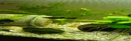 Mollies fish for sale: Black Molly fish  in Goole - Advert 4