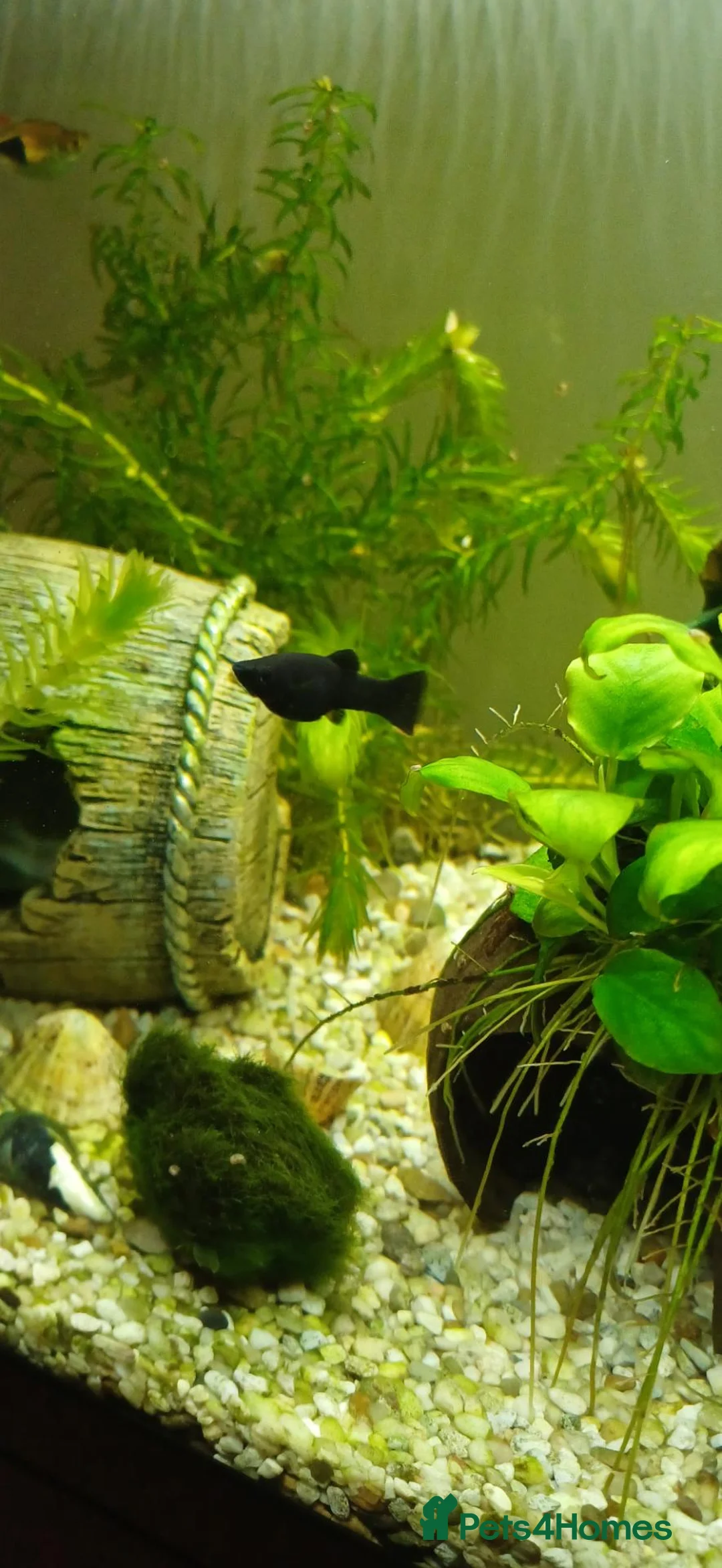 Mollies fish for sale: Black Molly fish  in Goole - Advert 4