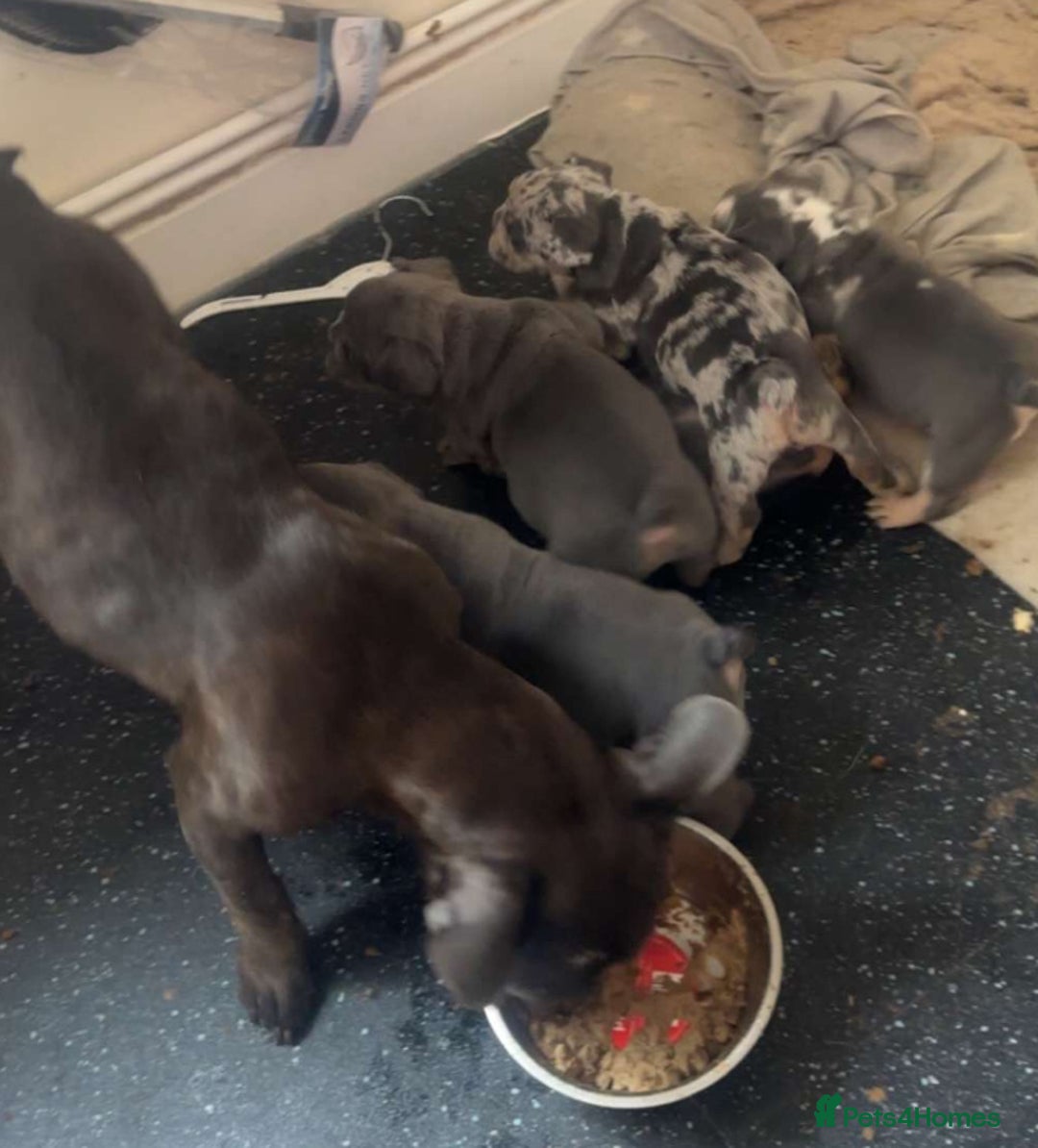 Mixed Breed dogs for sale: French bulldog cross British bulldog - Image 8