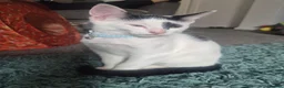 Mixed Breed cats for sale: Brother and sister  in Telford - Advert 5