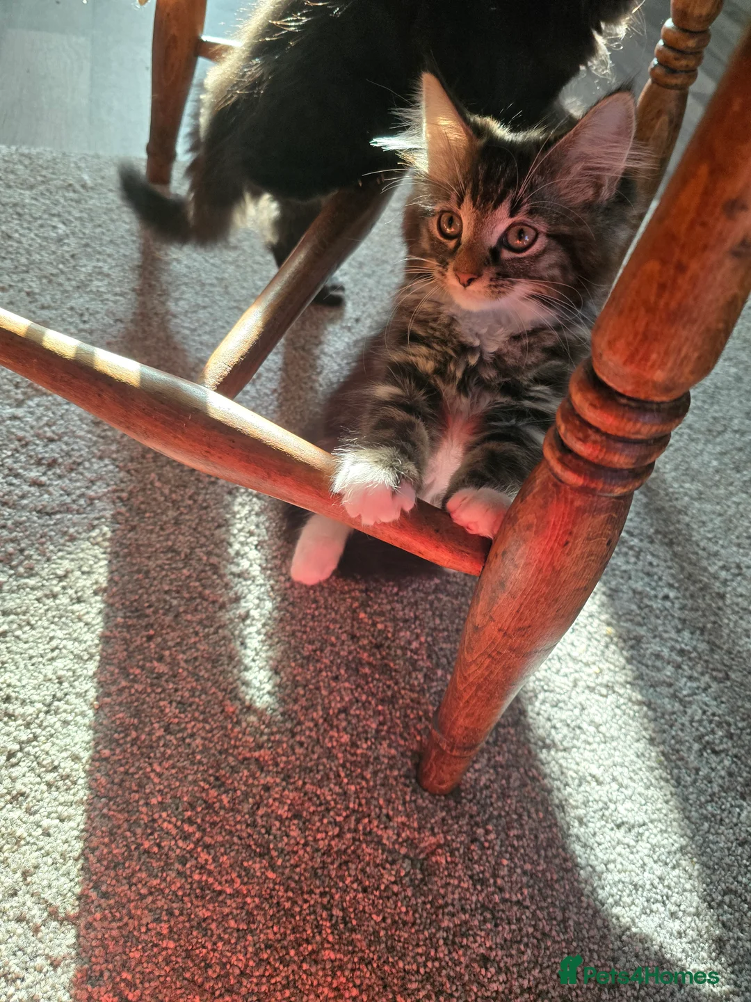 Mixed Breed cats for sale: 2 adorable kittens for sale £50 ONO - Advert 11