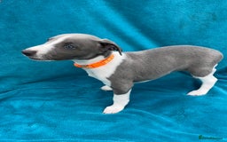Whippet dogs for sale: Whippet puppies  - Image 6