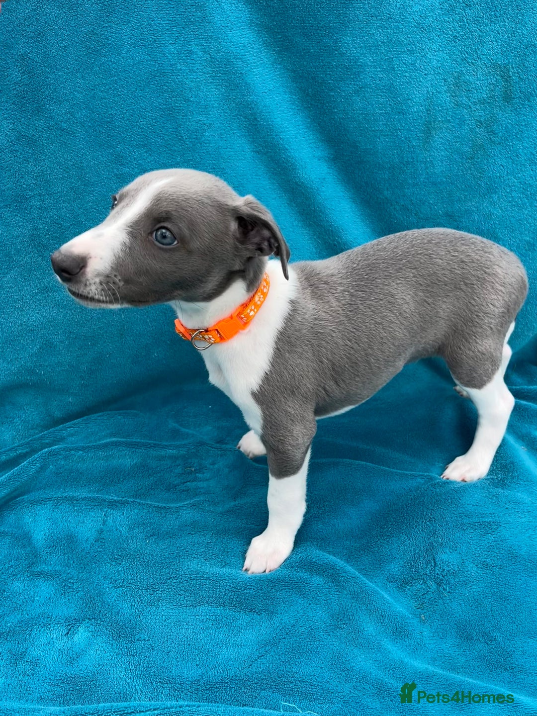 Whippet dogs for sale: Whippet puppies  - Image 6